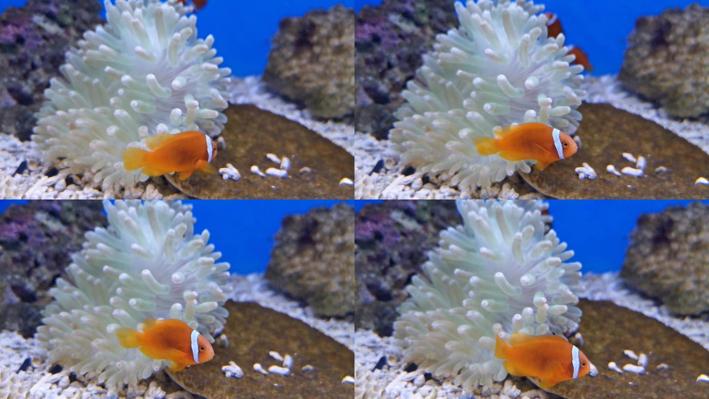 小丑鱼 尼莫 海洋馆 珊瑚 水族馆