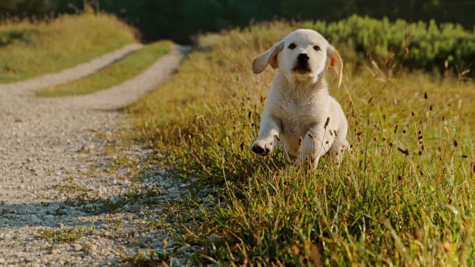 日落时一只金色猎犬小狗在草地上奔跑