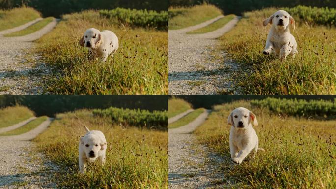 日落时一只金色猎犬小狗在草地上奔跑