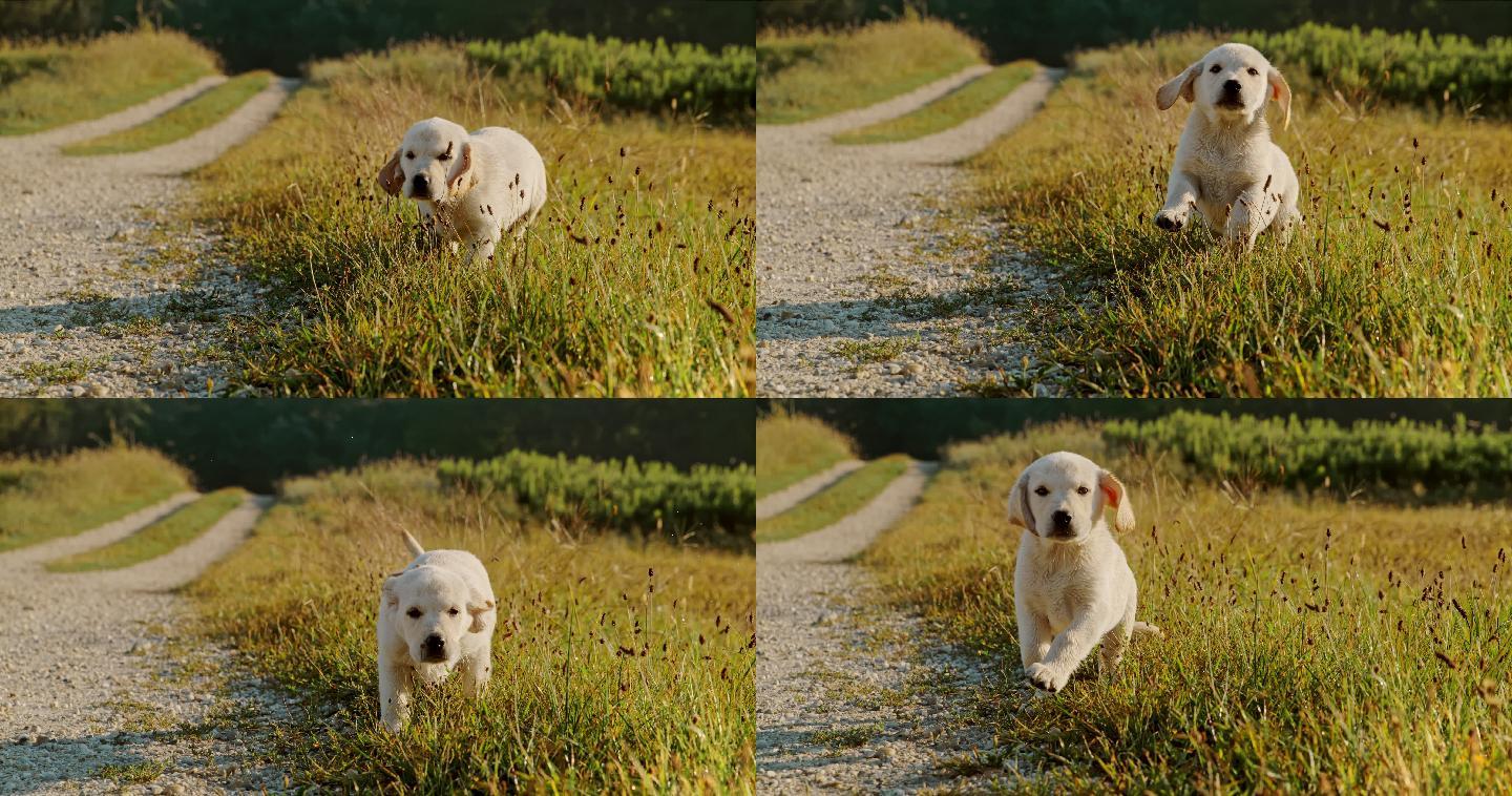 日落时一只金色猎犬小狗在草地上奔跑