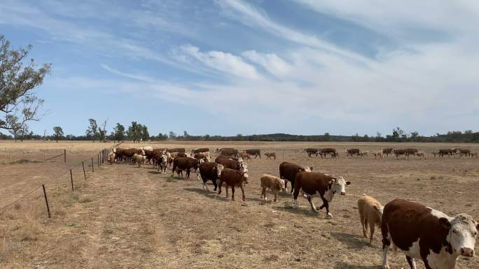 干旱影响了农田和赫里福德牛
