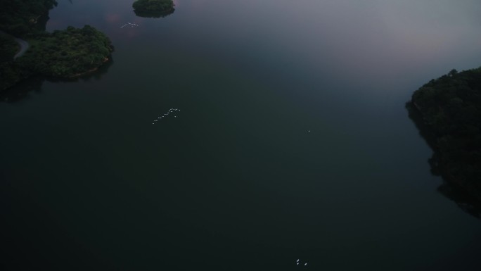 一群白鹭飞跃湖面