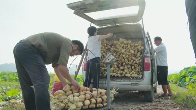 农民莲藕丰收 喜悦的装车