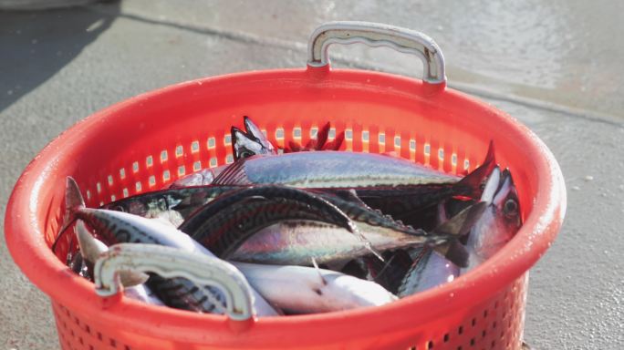 捕获的大量鱼类鲱鱼捕获工业