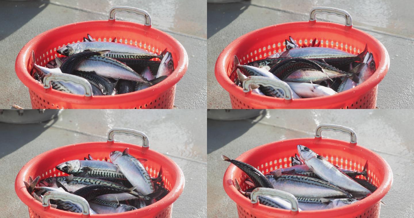 捕获的大量鱼类鲱鱼捕获工业