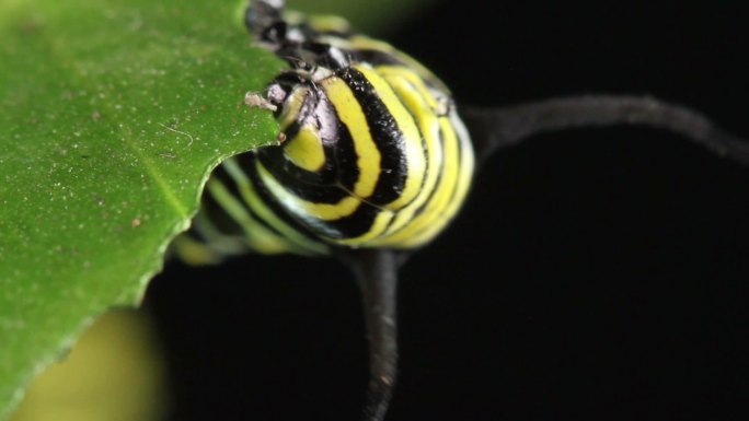 帝王蝶虫子吃叶子害虫蚜虫
