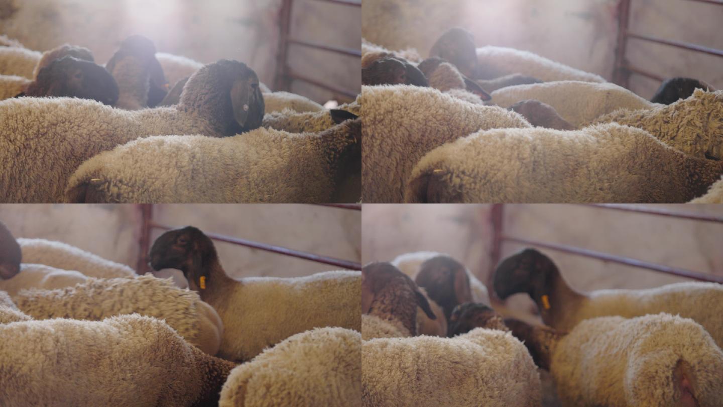羊/刀郎羊