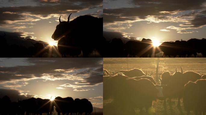 牦牛、落日、夕阳、阿热湿地、云彩、光影