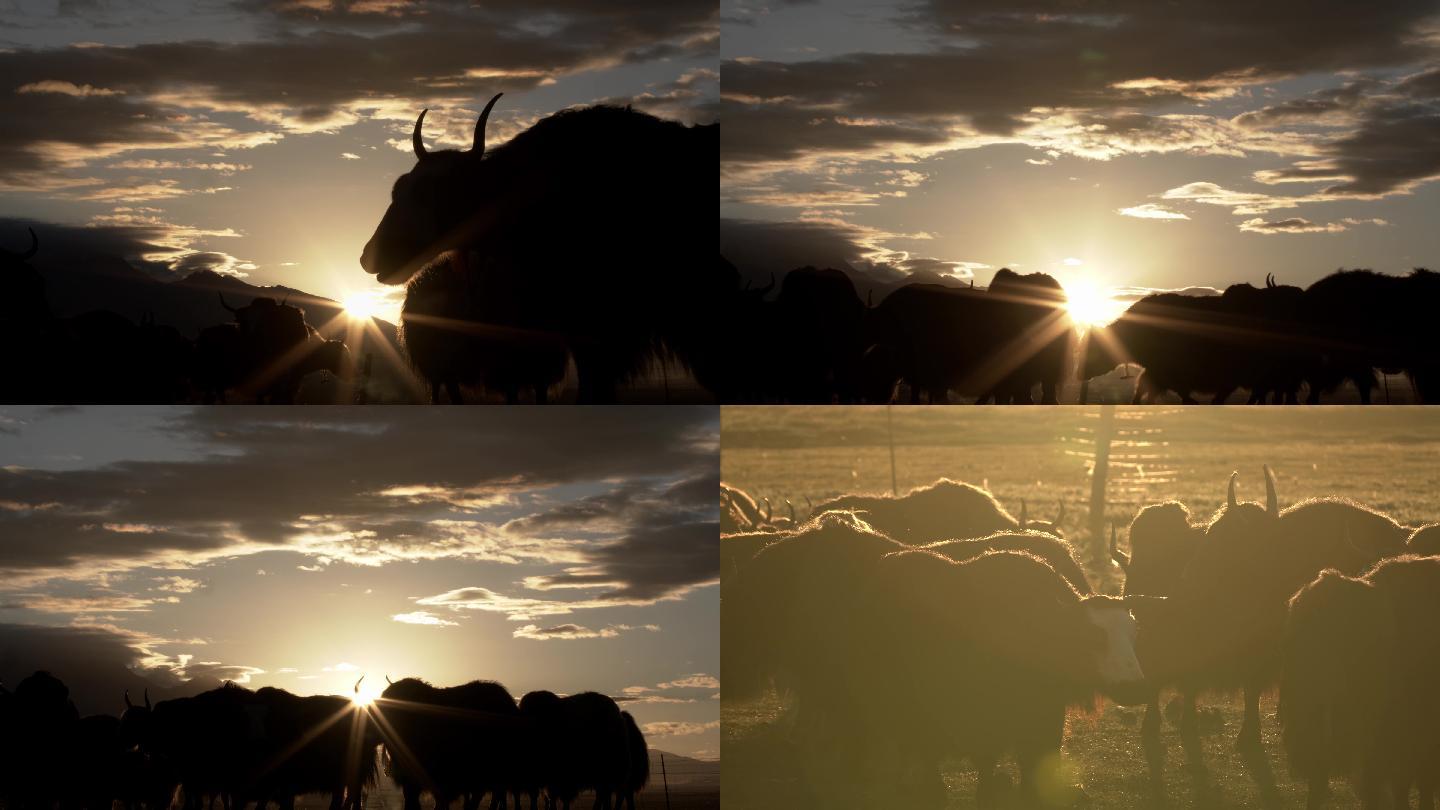 牦牛、落日、夕阳、阿热湿地、云彩、光影