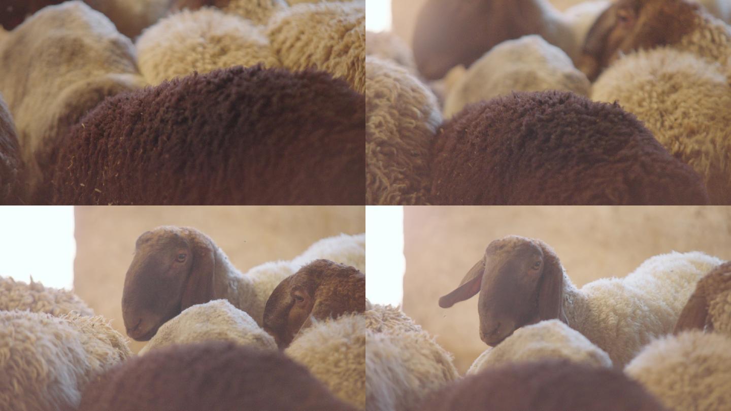 羊/刀郎羊