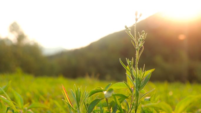 夕阳下的草地蜻蜓成群飞舞