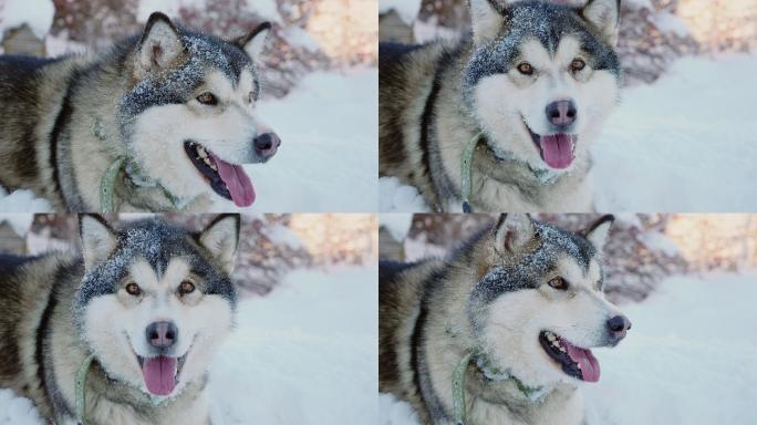 冬天，快乐的狗躺在雪地上