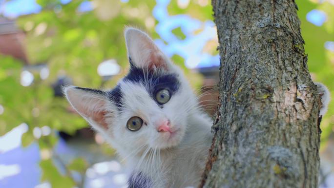 小猫在树上玩耍