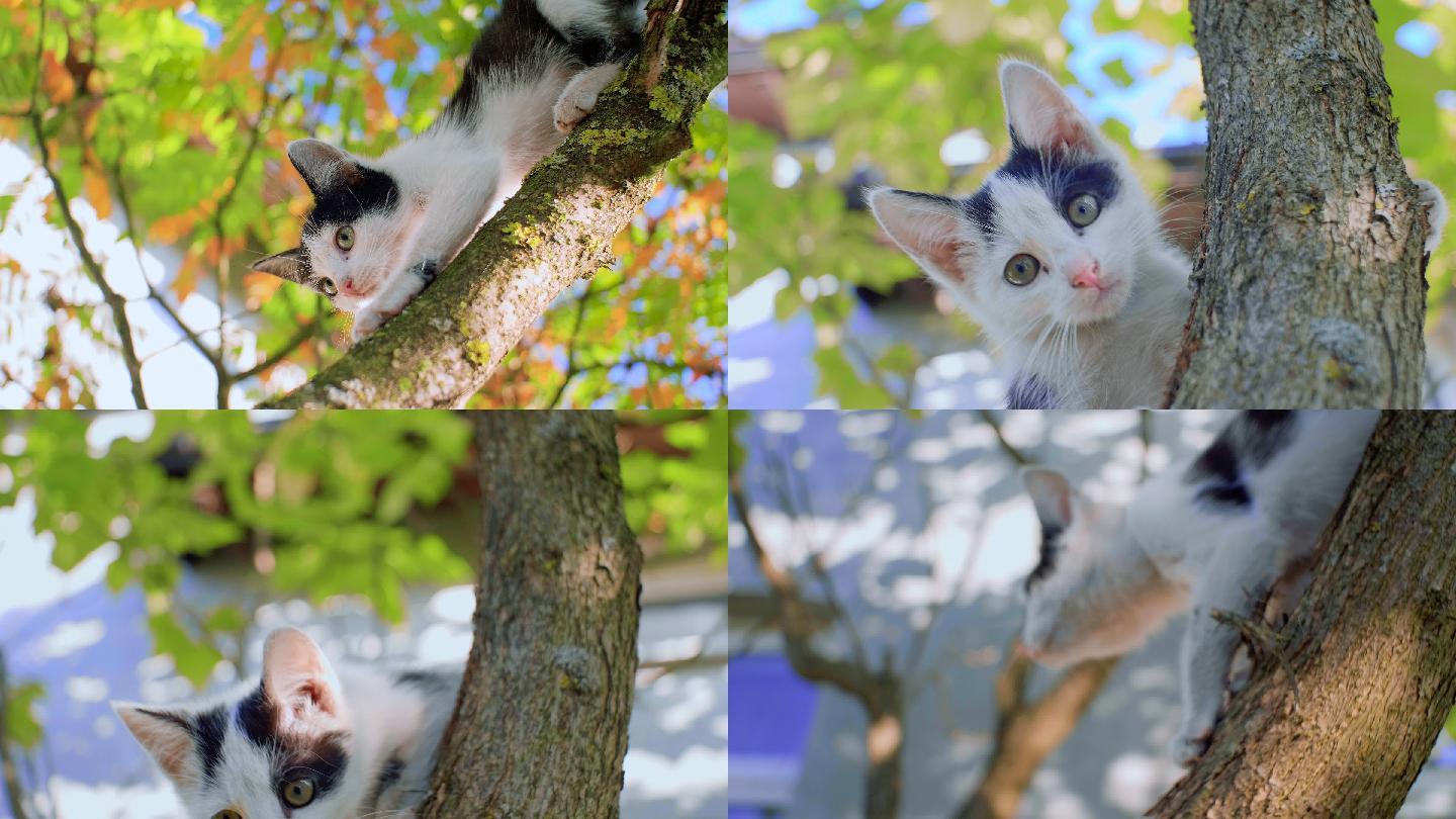 小猫在树上玩耍