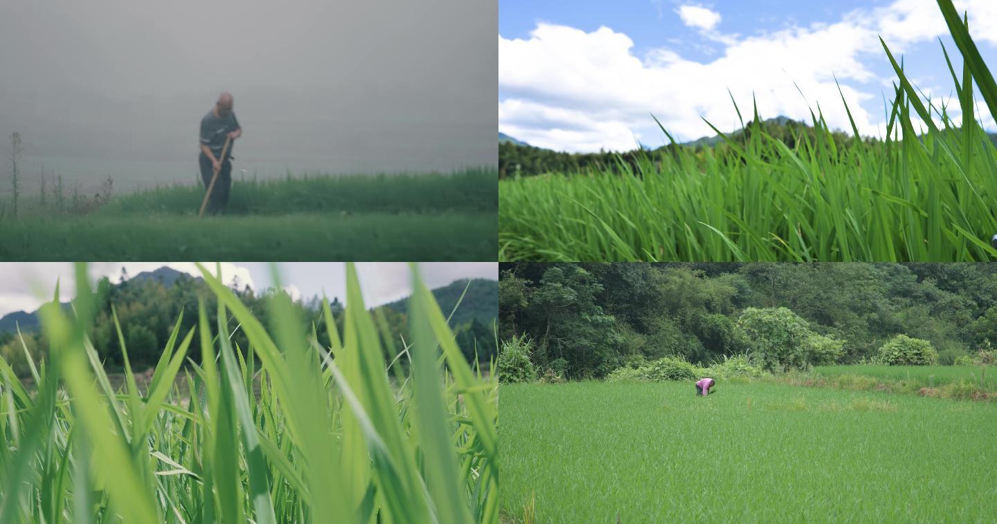 水稻耕地秧苗