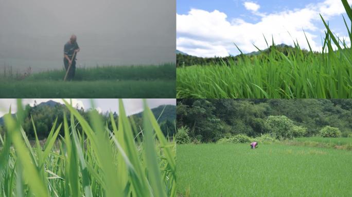 水稻耕地秧苗