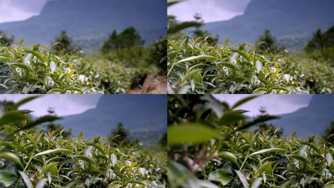 茶树横移镜头4K60帧