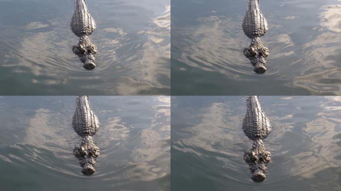 浮在水面游泳的鳄鱼