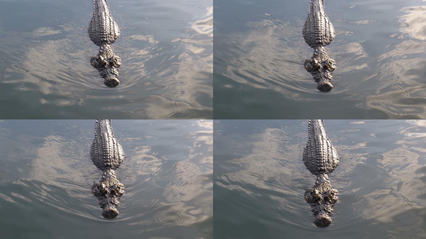 浮在水面游泳的鳄鱼