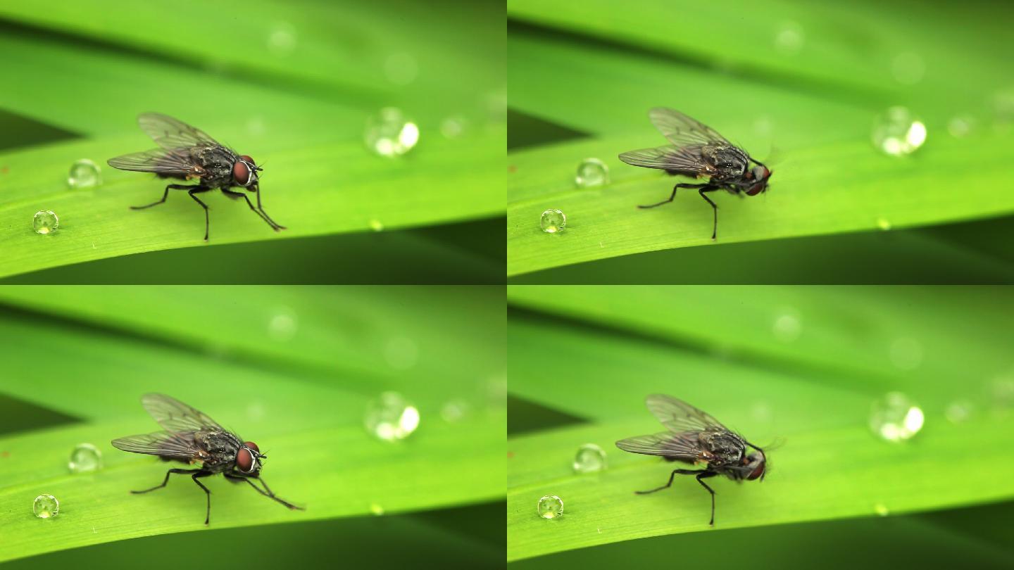 昆虫大战视频_昆虫大战游戏_昆虫大战