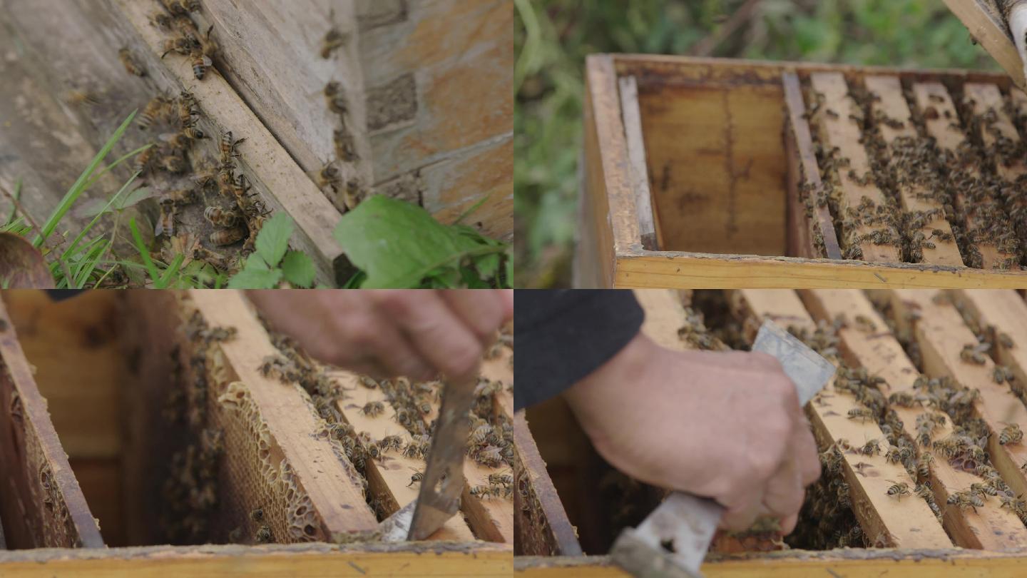 养蜂人取蜂蜜土蜂蜜
