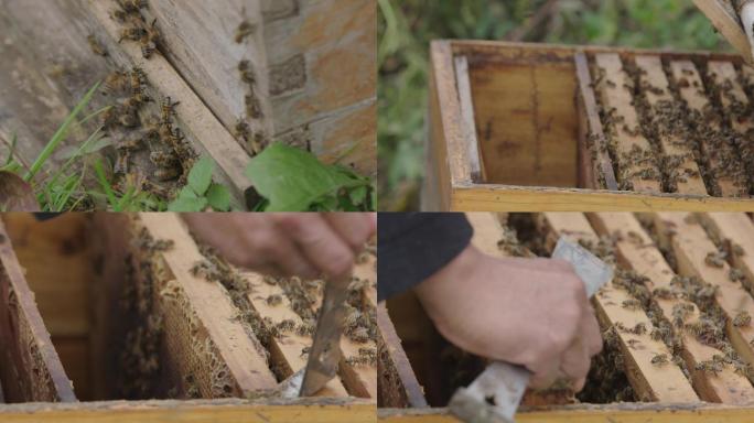 养蜂人取蜂蜜土蜂蜜