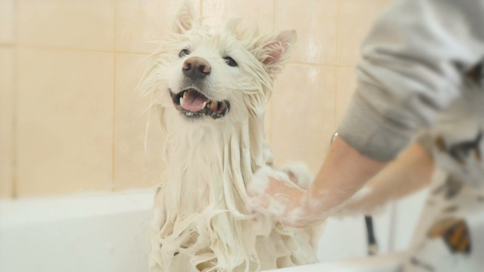 给小狗洗澡洗发水健康生活方式
