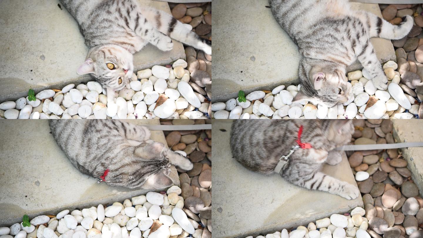 花斑猫躺在室外花园的白色石头上