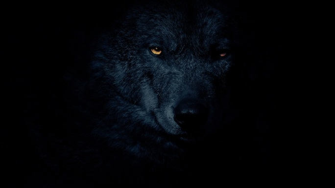 黑暗中的狼