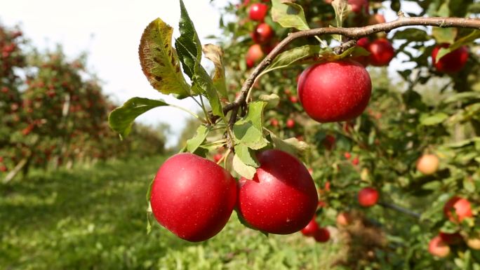 在果园里摘红苹果苹果园，红苹果秋天