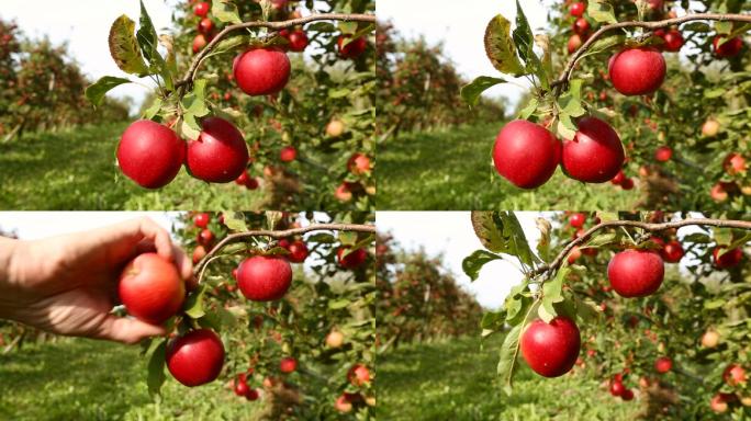 在果园里摘红苹果苹果园，红苹果秋天
