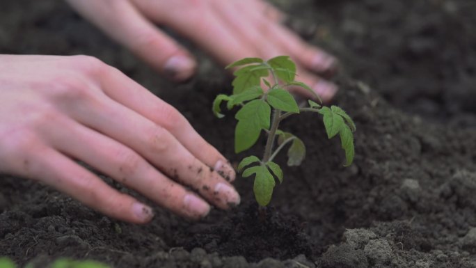 用双手栽种幼苗种植园白天泥土