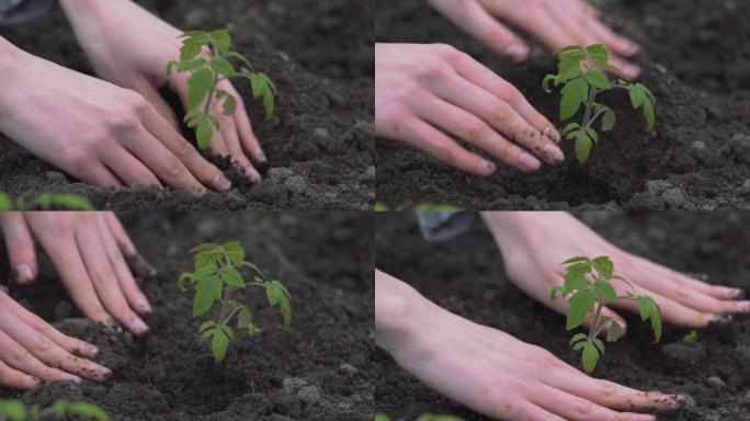 用双手栽种幼苗种植园白天泥土