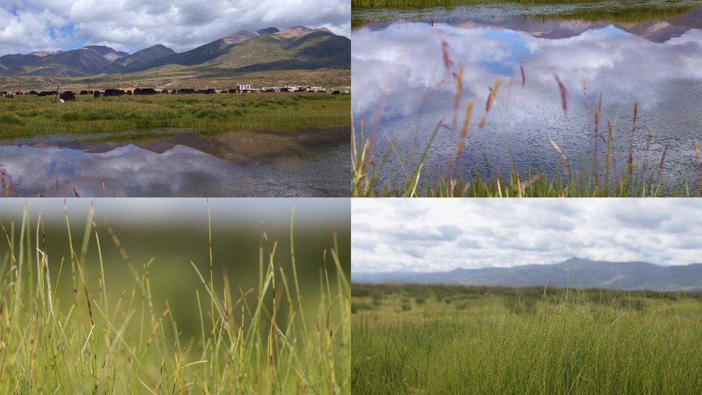 耗牛、阿热湿地、湖泊、草原、自然风景
