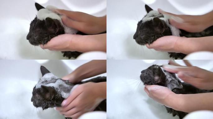 用肥皂在浴室里清洗灰猫