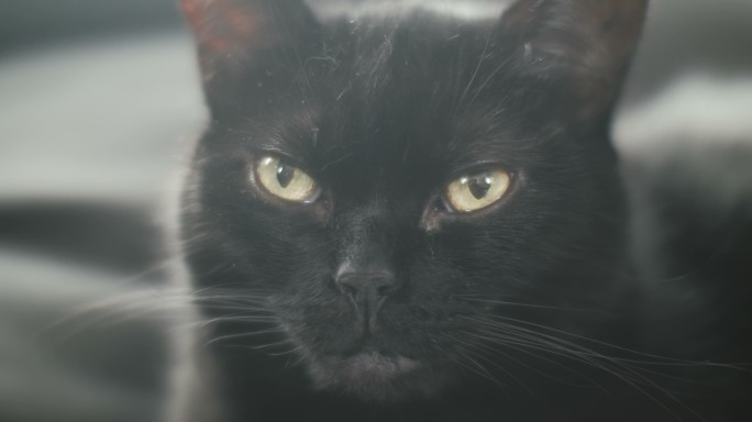 一只黑猫的特写镜头。