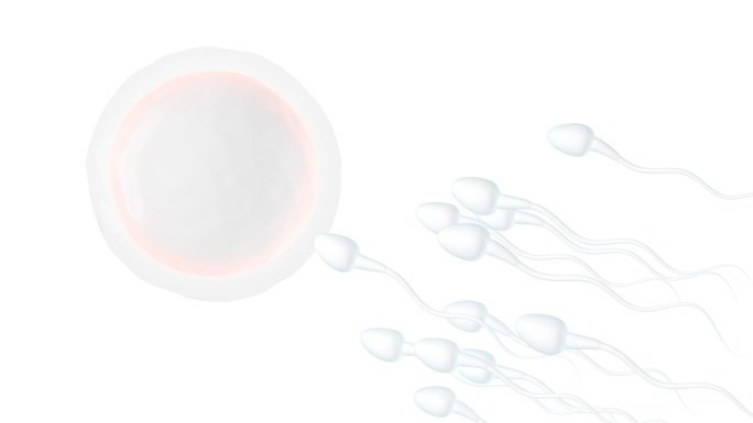 精子与卵细胞 3D渲染