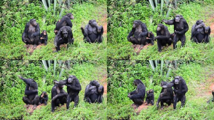 黑猩猩家族