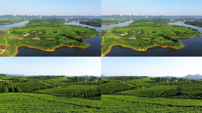 绿色清新生态环保茶产业园4K