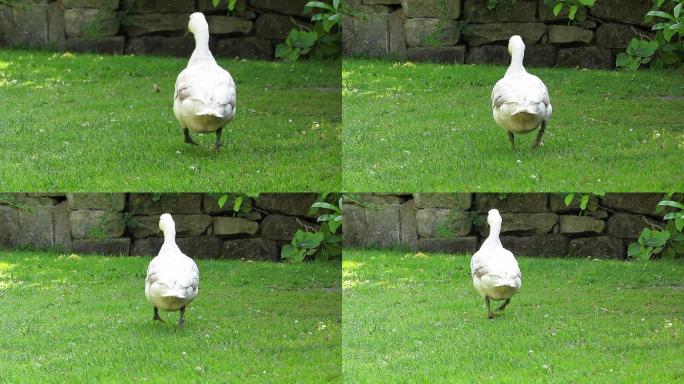 宠物鸭慢跑着离开摄像机。