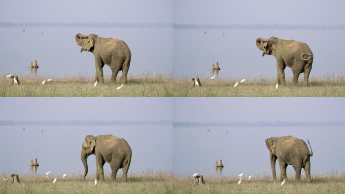 大象用鼻子搔耳朵