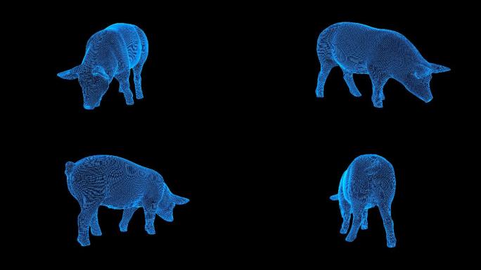 蓝色全息科技线框母猪动画带通道