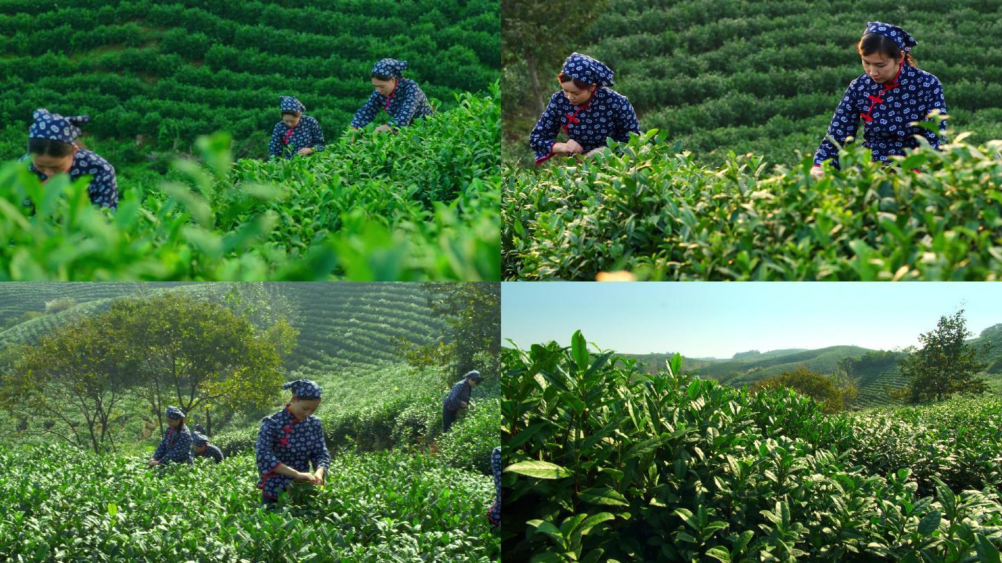 共同富裕 茶山采茶女