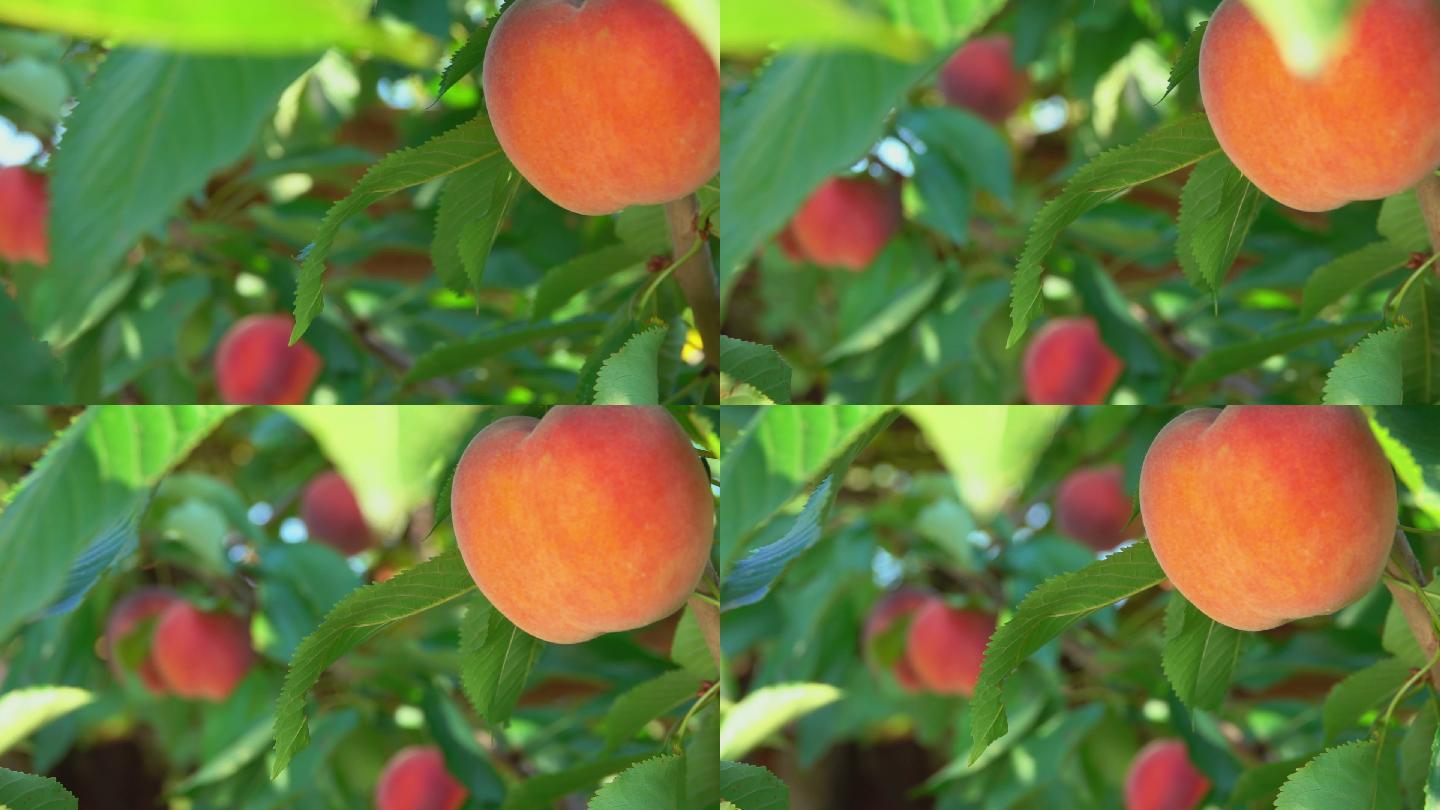 树枝上的桃子