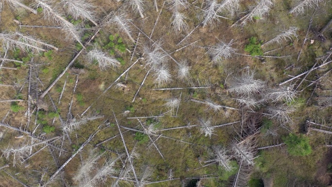 森林鸟瞰图枯树枯木4K航拍树林植物枯死干