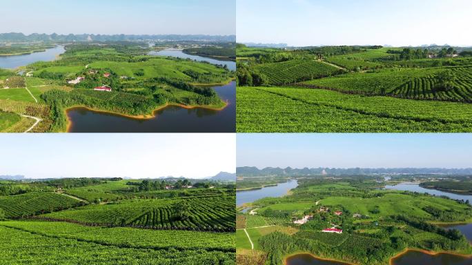 乡村绿色生态茶产业园4K