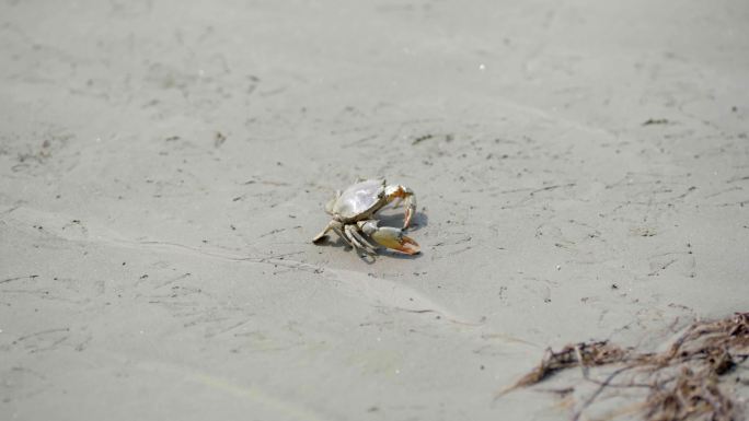 湿地 沙地 梭子蟹 江边 螃蟹