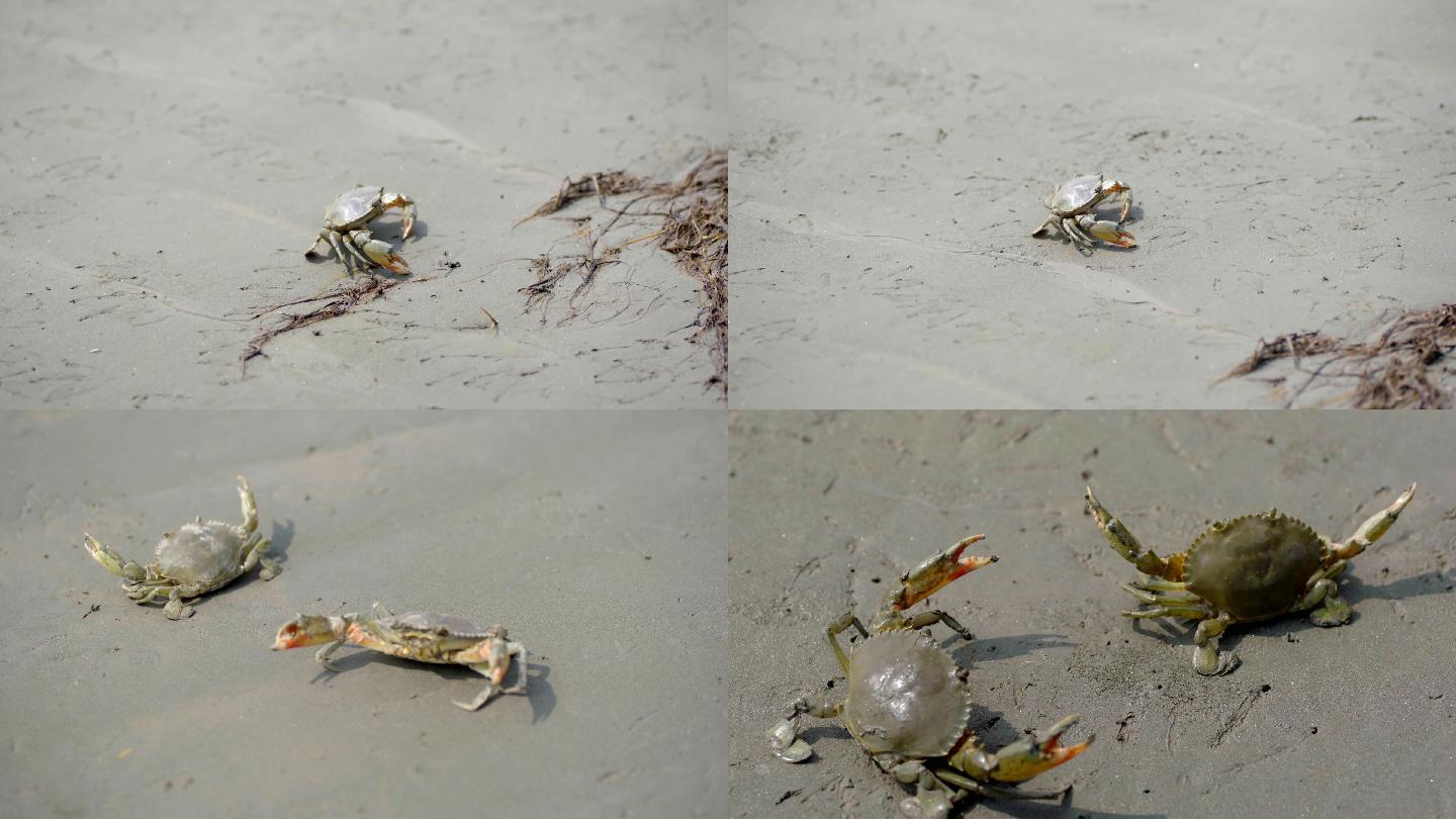 湿地 沙地 梭子蟹 江边 螃蟹
