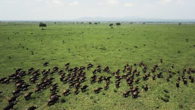 坦桑尼亚米库米野生动物园的水牛群航拍