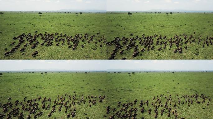 坦桑尼亚米库米野生动物园的水牛群航拍